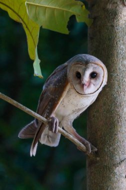   Ahırdaki Baykuş (Tyto alba) gün boyunca ağaçların üzerinde dinleniyor. 