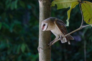   Ahırdaki Baykuş (Tyto alba) gün boyunca ağaçların üzerinde dinleniyor. 