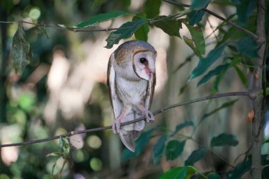   Ahırdaki Baykuş (Tyto alba) gün boyunca ağaçların üzerinde dinleniyor. 