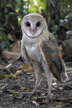  Ahırda Baykuş (Tyto alba) sabah yerde duruyor. 