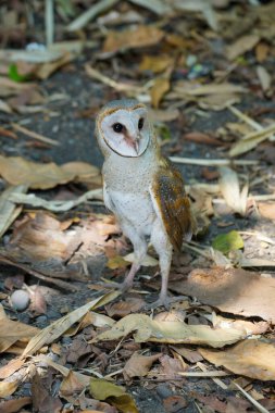 Ahır Baykuşu (Tyto alba) ormanda kuru yaprakların arasında geziniyor. 