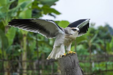 Siyah kanatlı uçurtma (Elanus caeruleus) öğleden sonra tahta bir direğe tüneyerek kanatlarını çırpıyor. 