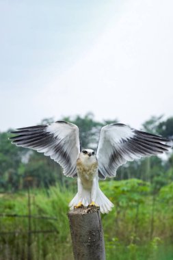 Siyah kanatlı uçurtma (Elanus caeruleus) öğleden sonra tahta bir direğe tüneyerek kanatlarını çırpıyor. 