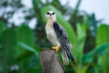 Black-winged kite (Elanus caeruleus) in the afternoon flapping its wings while perching on a wooden pole  clipart