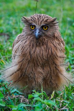  Buffy Balık Baykuşu (Ketupa ketupu) Şafakta çayırda geziniyor 