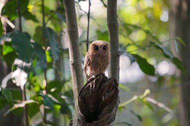 Celepuk ya da Javan Baykuşu (Otus angelinae) gün boyunca ormanın dalına tünedi. 