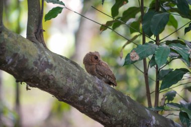 Celepuk ya da Javan Baykuşu (Otus angelinae) gün boyunca ormanın dalına tünedi. 