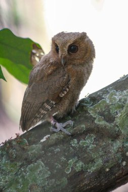 celepuk or Javan Scops Owl (Otus angelinae) during the day perched on the branch in the forest  clipart