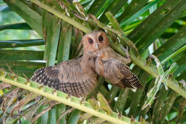 Celepuk ya da Javan Baykuşu (Otus angelinae) gün boyunca ormanın dalına tünedi. 