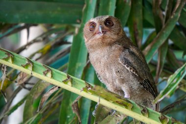 Celepuk ya da Javan Baykuşu (Otus angelinae) gün boyunca ormanın dalına tünedi. 
