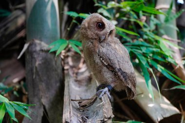 Celepuk jawa veya javan baykuşu (Otus angelineae) da ormandaki ağaç dalına tünemiştir.