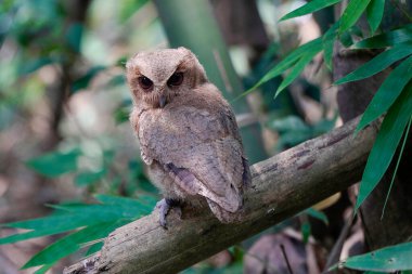 Celepuk jawa veya javan baykuşu (Otus angelineae) da ormandaki ağaç dalına tünemiştir.