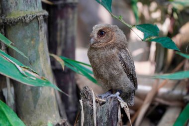 Celepuk jawa veya javan baykuşu (Otus angelineae) da ormandaki ağaç dalına tünemiştir.