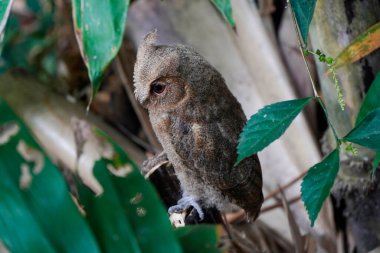 Celepuk jawa veya javan baykuşu (Otus angelineae) da ormandaki ağaç dalına tünemiştir.
