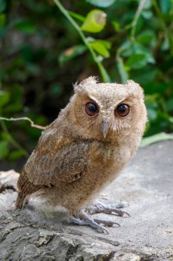 Celepuk jawa ya da javan baykuşu (Otus angelineae) gün boyunca ormandaki ağaç dalına tünemiştir.