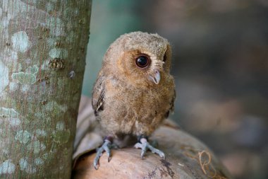 Celepuk jawa ya da javan baykuşu (Otus angelineae) gün boyunca ormandaki ağaç dalına tünemiştir.