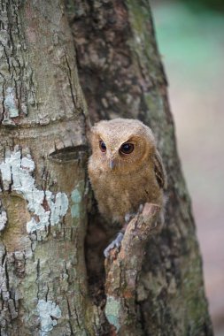 Celepuk jawa ya da javan baykuşu (Otus angelineae) gün boyunca ormandaki ağaç dalına tünemiştir.
