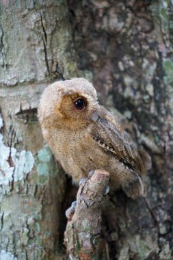 Celepuk jawa ya da javan baykuşu (Otus angelineae) gün boyunca ormandaki ağaç dalına tünemiştir.