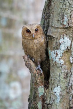 Celepuk jawa ya da javan baykuşu (Otus angelineae) gün boyunca ormandaki ağaç dalına tünemiştir.