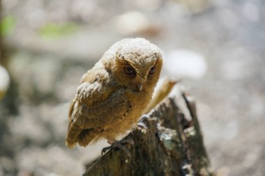 Celepuk jawa ya da javan baykuşu (Otus angelineae) gün boyunca ormandaki ağaç dalına tünemiştir.