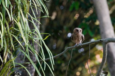 Celepuk jawa ya da javan baykuşu (Otus angelineae) gün boyunca ormandaki ağaç dalına tünemiştir.