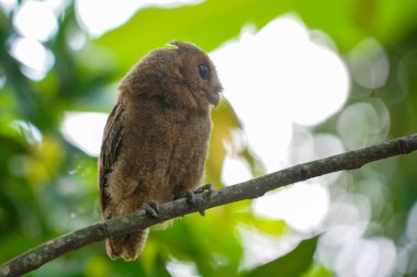 Celepuk jawa ya da javan baykuşu (Otus angelineae) gün boyunca ormandaki ağaç dalına tünemiştir.