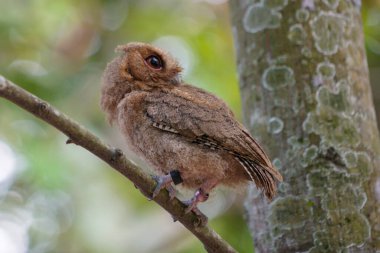 Celepuk jawa ya da javan baykuşu (Otus angelineae) gün boyunca ormandaki ağaç dalına tünemiştir.