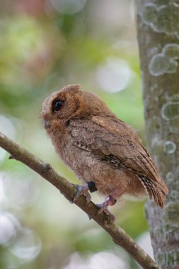 Celepuk jawa ya da javan baykuşu (Otus angelineae) gün boyunca ormandaki ağaç dalına tünemiştir.