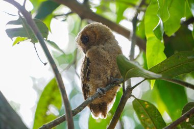 Celepuk jawa ya da javan baykuşu (Otus angelineae) gün boyunca ormandaki ağaç dalına tünemiştir.