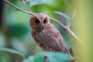 Celepuk jawa ya da javan baykuşu (Otus angelineae) gün boyunca ormandaki ağaç dalına tünemiştir.