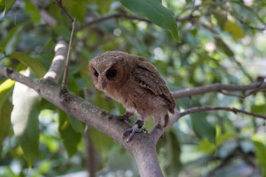 Celepuk jawa ya da javan baykuşu (Otus angelineae) gün boyunca ormandaki ağaç dalına tünemiştir.