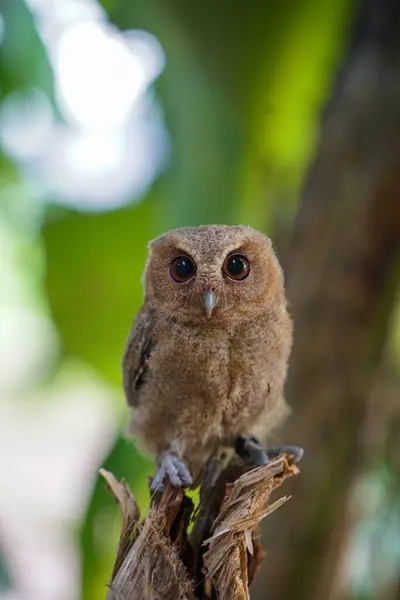 stock image celepuk jawa or javan scops owl (Otus angelineae) perched on tree branch in the forst during the day