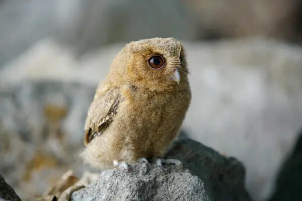 stock image celepuk jawa or javan scops owl (Otus angelineae) perched on tree branch in the forst during the day