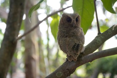 Celepuk jawa ya da javan baykuşu (Otus angelineae) gün boyunca ormandaki ağaç dalına tünemiştir.