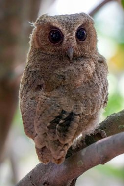 Celepuk jawa ya da javan baykuşu (Otus angelineae) gün boyunca ormandaki ağaç dalına tünemiştir.