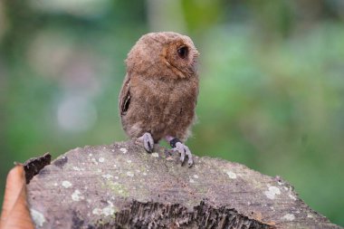 Celepuk jawa ya da javan baykuşu (Otus angelineae) gün boyunca ormandaki ağaç dalına tünemiştir.