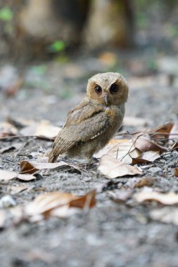 Celepuk Jawa ya da Javan baykuş (otus angelinae) kuru yaprakların arasında geziniyor.