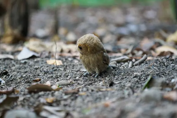 Celepuk Jawa ya da Javan baykuş (otus angelinae) kuru yaprakların arasında geziniyor.