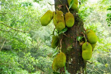 Jack meyvesi (Artocarpus heterophyllus) ağaçta