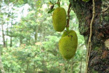 jack fruit (Artocarpus heterophyllus) on tree clipart