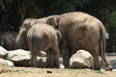 back view of elephants in outdoor enclosure at the zoo clipart