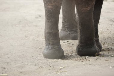 close up of elephant foot clipart