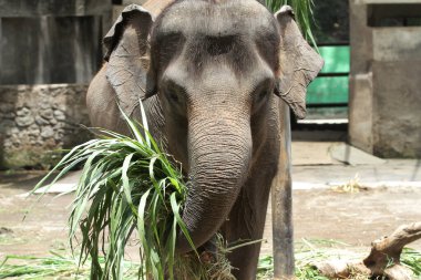 close up of elephant in outdoor enclosure at the zoo clipart