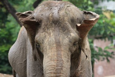 Hayvanat bahçesindeki filin etrafını kapatın.
