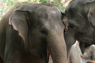 close up of elephant in outdoor enclosure at the zoo