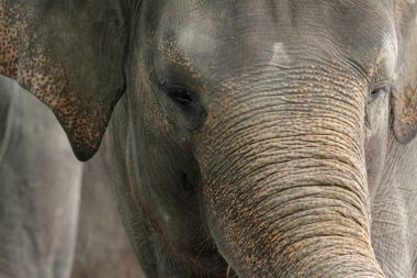 Hayvanat bahçesindeki filin etrafını kapatın.