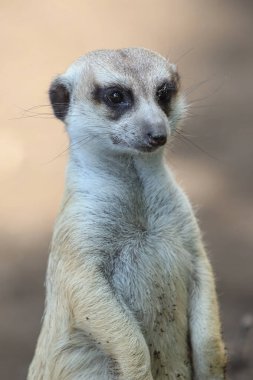 mirketin portresini kapat ya da suricate