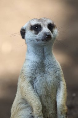 mirketin portresini kapat ya da suricate