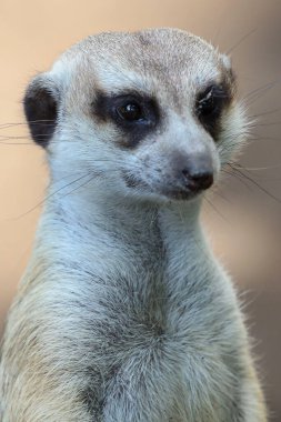 mirketin portresini kapat ya da suricate