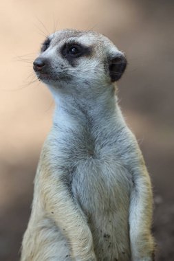 mirketin portresini kapat ya da suricate